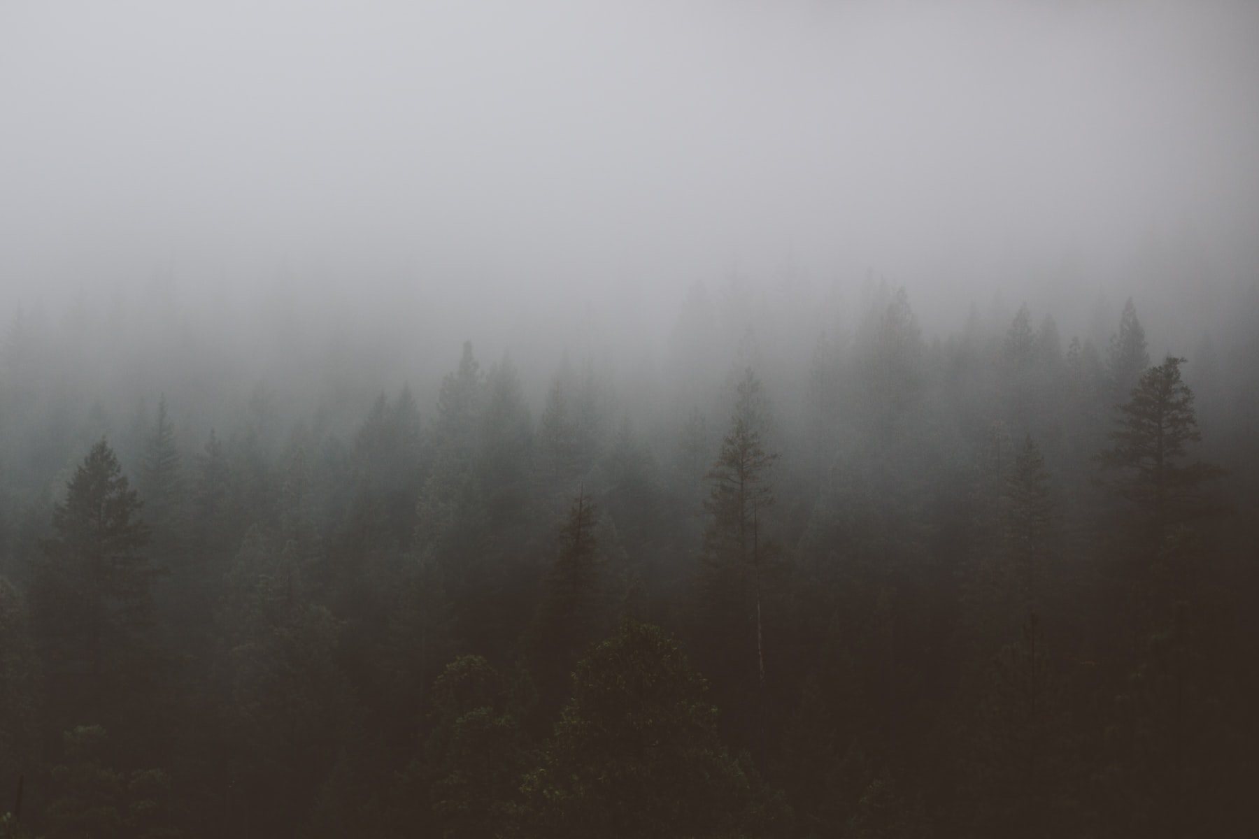 Evergreen forest fading into fog